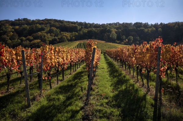 Vineyard, vines, vineyards, viticulture, autumn colouring, autumn, Kappelberg, Fellbach, Waiblingen, Baden-Württemberg, Germany, Europe
