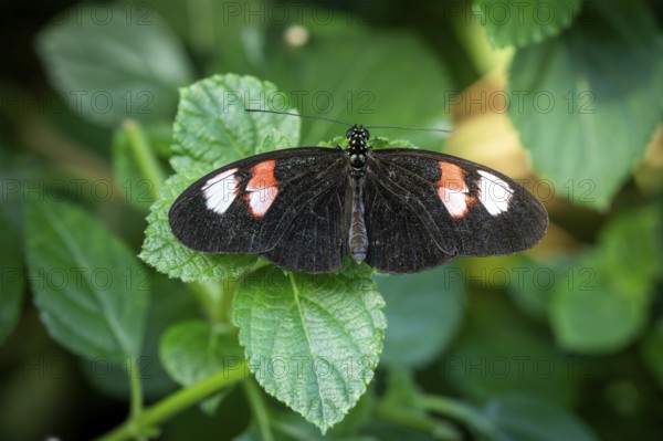 Butterfly with black wings and white-red spots sitting on a leaf Butterfly House, Botanical Garden or Botanisk Have, University, Copenhagen, Denmark, Europe