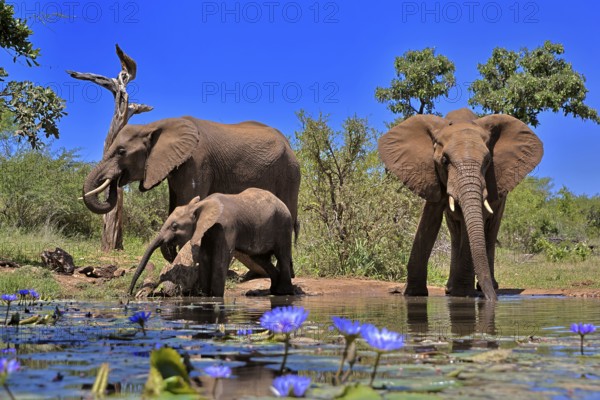 African elephant (Loxodonta africana), adult, female, mother, male, bull, young animal, mother with young animal and young bull, at the water, drinking, Kruger National Park, Kruger National Park, South Africa, Africa