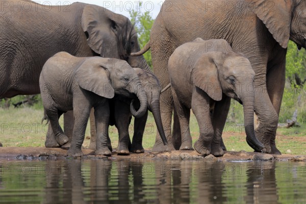 African elephant (Loxodonta africana), three young animals, at the water, drinking, group, Kruger National Park, Kruger National Park, South Africa, Africa