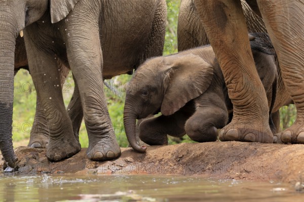 African elephant (Loxodonta africana), young animal, calf, baby elephant, mother, young animal with mother, at the water, Kruger National Park, Kruger National Park, South Africa, Africa
