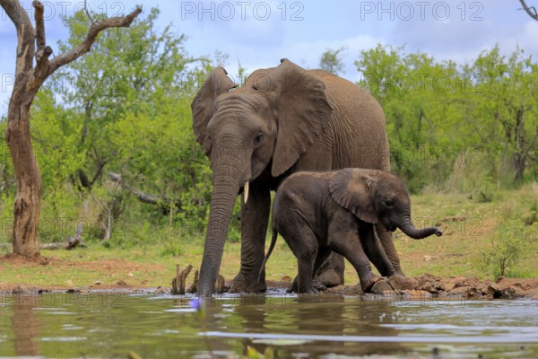 African elephant (Loxodonta africana), adult, male, bull, young animal, young bull with young animal, at the water, drinking, Kruger National Park, Kruger National Park, South Africa, Africa