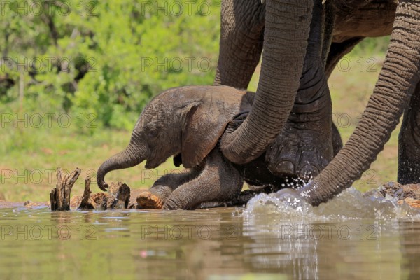 African elephant (Loxodonta africana), young animal, calf, baby elephant, mother, young animal with mother, at the water, Kruger National Park, Kruger National Park, South Africa, Africa