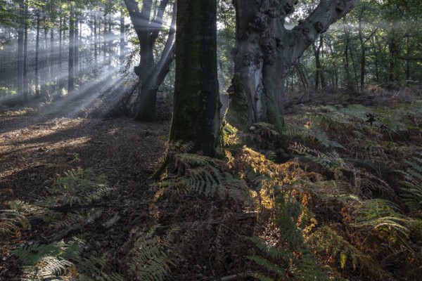 Light in beech forest (Fagus sylvatica) with bracken fern (Pteridium aquilinum), Emsland, Lower Saxony, Germany, Europe