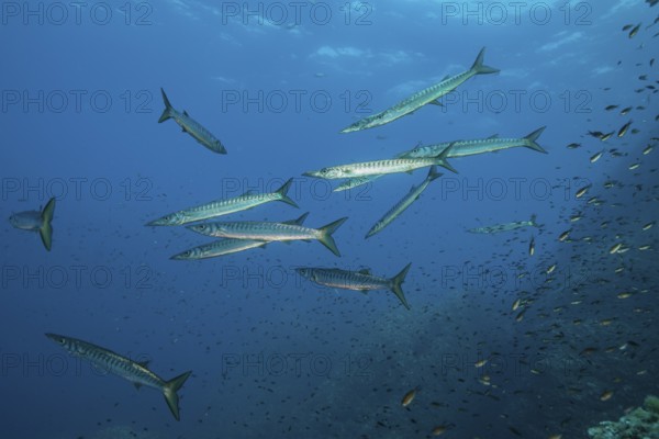 Small group school Shoal of European barracuda (Sphyraena sphyraena) Mediterranean barracuda swimming over rocky reef through blue water, Mediterranean Sea