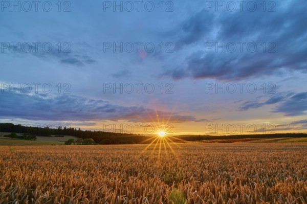 A wheat field (Triticum), in the foreground, surrounded by forest under an evening sky with clouds and a sunset, summer, Großheubach, Miltenberg, Spessart, Bavaria, Germany, Europe