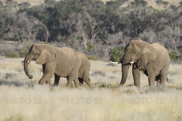 Desert elephants (Loxodonta africana) in the Ugab dry river, Damaraland, Kunene region, Namibia, Africa