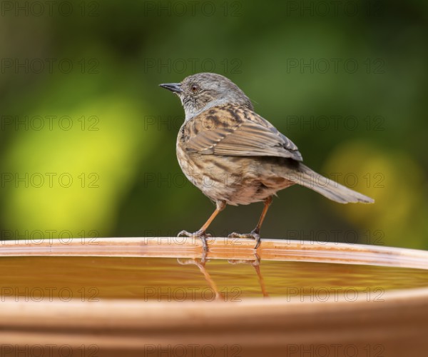Dunnock (Prunella modularis) sitting on a bird bath, Lower Saxony, Germany, Europe