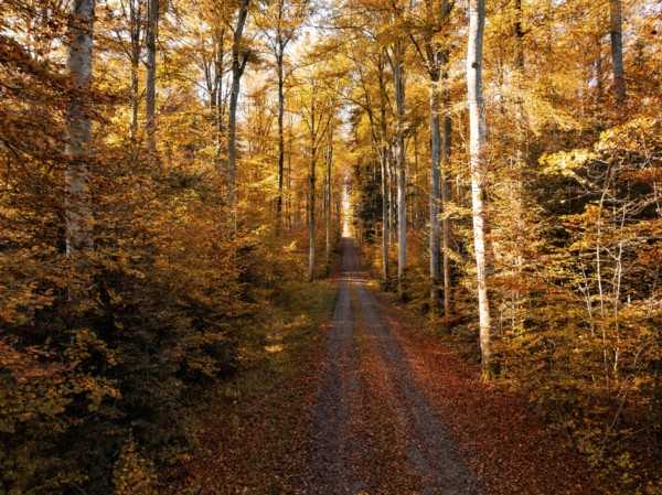A quiet forest floor with orange autumn leaves and tall trees under sunny light, Gechingen, Black Forest, Germany, Europe