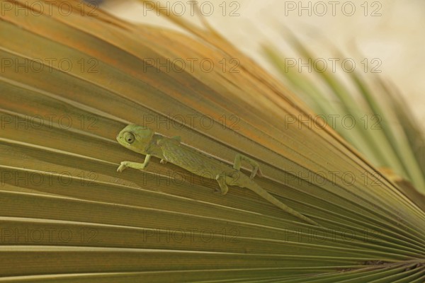 Chameleon (Chamaeleoninae), Djerba, Tunisia, Africa