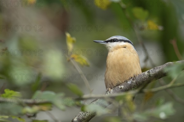 Eurasian nuthatch (Sitta europaea) adult bird on a tree branch in a woodland, England, United Kingdom, Europe
