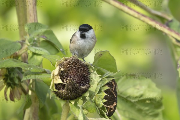 Marsh tit (Poecile palustris) adult bird on a garden sunflower plant seedhead in summer, England, United Kingdom, Europe