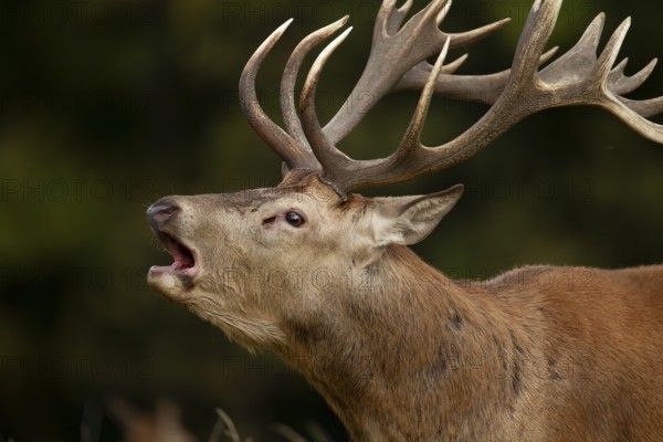 Red deer (Cervus elaphus) adult male stag roaring during the rutting season in autumn, England, United Kingdom, Europe
