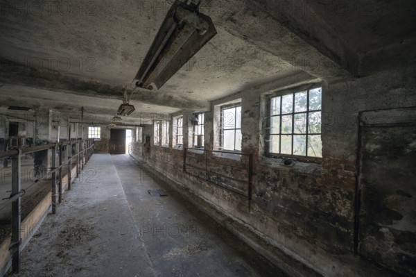 Empty cowshed of a former LPG of the GDR, Mecklenburg-Vorpommern, Germany, Europe