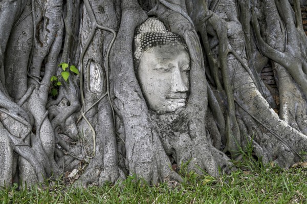 Sandstone Buddha head at the foot of a Bodhi tree in Wat Mahathat, Temple of the Great and Holy Relic, Ayutthaya, Ayutthaya Province, Thailand, Asia