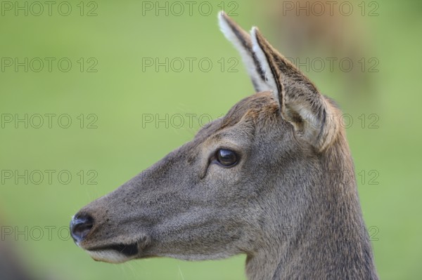 Close-up of a roe deer from the side with focus on head and ears in the green background, red deer (Cervus elaphus), Bavaria