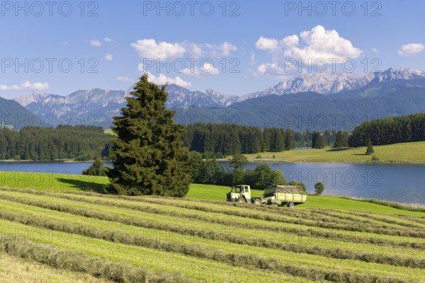 Summer landscape with a tractor on a hayfield near a lake, surrounded by forests and mountains, Forggensee, Rieden, Ostallgäu, Allgäu, Swabia, Upper Bavaria, Bavaria, Germany, Europe