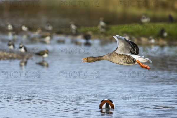 Greylag Goose, Anser anser, bird in flight over winter marshes