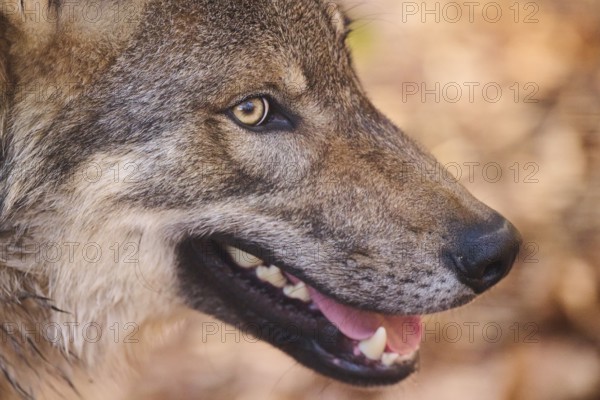 Close-up of a Eurasian wolf (Canis lupus lupus) portrait in a forest in spring, Bavarian Forest National Park, Germany, Europe