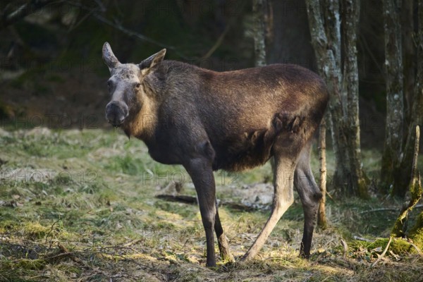 Elk (Alces alces) standing on a meadow on the edge of a forest, Bavaria, Germany, Europe