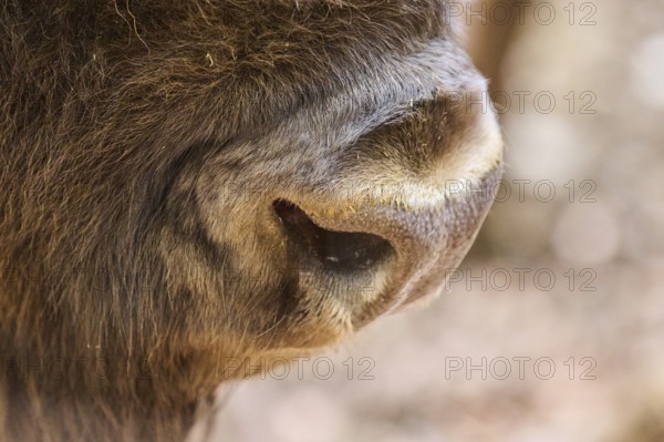 European bison (Bison bonasus), nose, detail, Bavarian Forest, Germany, Europe