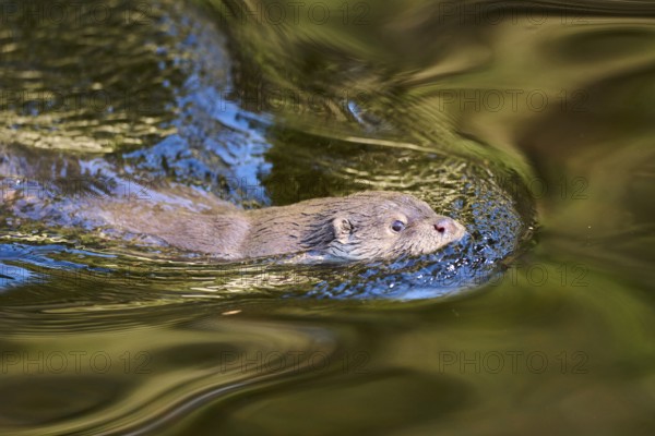 Eurasian otter (Lutra lutra) swimming in a lake in the bavarian forest, Bavaria, Germany, Europe