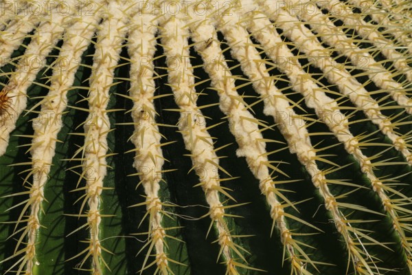 Golden globe cactus, Echinocactus grusonii alias Kroenleinia grusonii, also known colloquially as mother-in-law's chair, Pflanzenhaus Überlingen, Baden-Württemberg, Germany.