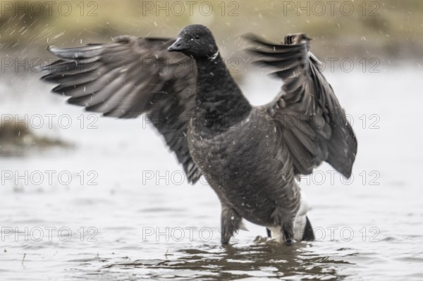 Brent goose (Branta bernicla), Amrum, Schleswig-Holstein, Germany, Europe