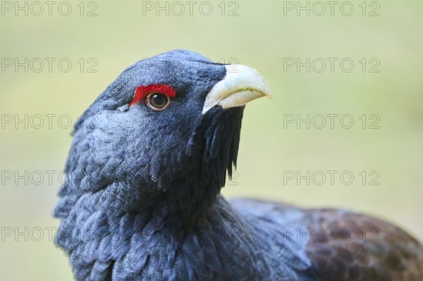 Western capercaillie (Tetrao urogallus) male (cock) portrait, Bavaria, Germany, Europe
