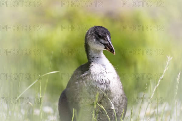 Eurasian Coot chicks (Fulica atra) standing in meadow surrounded by daisies, close-up, profile view, background green blurred grass, Dortmund, North Rhine-Westphalia, Germany, Europe