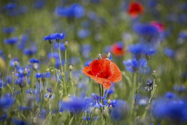 Single poppy flower (papaver) blooming between cornflowers (Centaurea cyanus) at the edge of a field, Saxon Elbland, Saxony, Germany, Europe