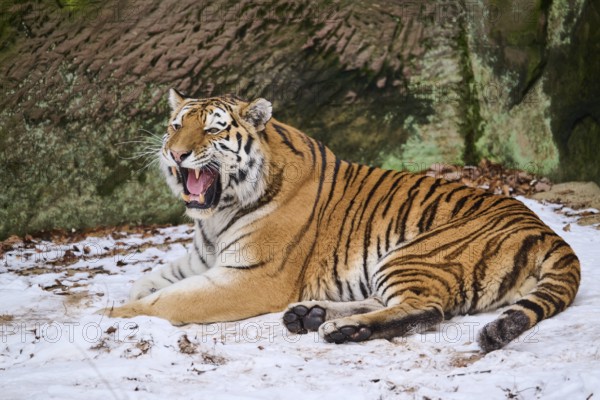 Siberian tiger (Panthera tigris altaica) lying in the snow in winter, captive, Germany, Europe