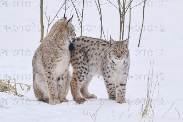 Eurasian lynx (Lynx lynx) in a snowy forest in winter, Bavaria, Germany, Europe