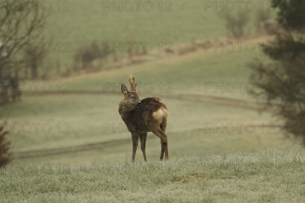 European roe deer (Capreolus capreolus) buck with velvet horns and shaggy winter coat in the meadow, Allgäu, Bavaria, Germany, Europe
