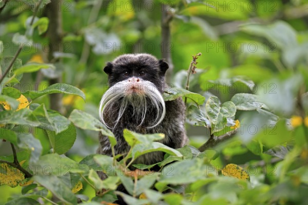 Emperor bearded tamarin (Saguinus imperator subgrisescens), adult, on tree, portrait, alert, South America