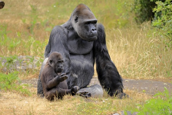 Western gorilla (Gorilla gorilla), adult, male, with young, sitting, on the ground