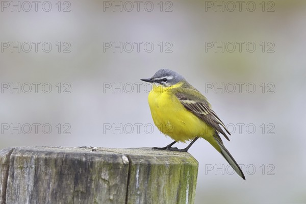 Yellow wagtail (Motacilla flava), on a pasture fence post, Dümmer, Lake Dümmer, Ochsenmoor, Hüde, Lower Saxony, Germany, Europe
