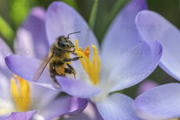 Elfin crocus (Crocus tommasinianus) with honey bee (Apis mellifera), Emsland, Lower Saxony, Germany, Europe