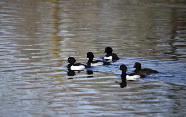 Tufted ducks (Aythya fuligula) on a lake