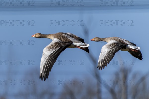 Two geese flying side by side with a calm blue sky in the background, Greylag Goose (Anser anser), wildlife, Germany, Europe