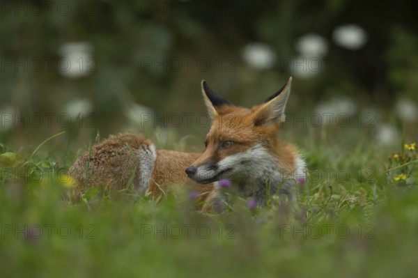 Red fox (Vulpes vulpes) adult animal resting in grassland countryside with wildlflowers in the summer, England, United Kingdom, Europe