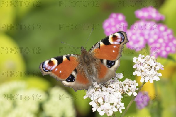 Peacock butterfly (Aglais io) adult insect feeding on garden Achillea flowers in summer, England, United Kingdom, Europe