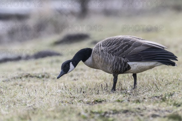 Canada goose (Branta canadensis), Emsland, Lower Saxony, Germany, Europe