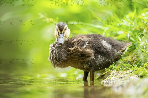 Wild duck (Anas platyrhynchos) standing beside a little lake, Bavaria, Germany, Europe