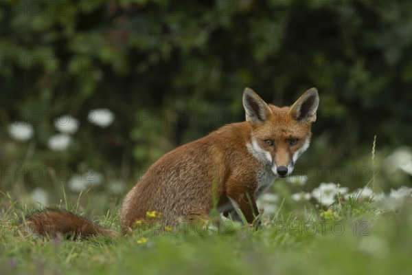 Red fox (Vulpes vulpes) adult animal resting in grassland countryside with wildlflowers in the summer, England, United Kingdom, Europe