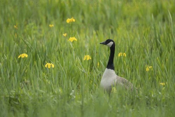 Canada goose (Branta canadensis) adult bird stood in a wetland meadow with yellow iris flowers in summer, England, United Kingdom, Europe