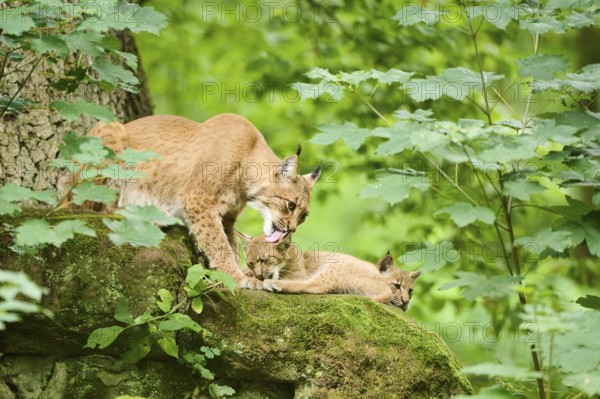Eurasian lynx (Lynx lynx) mother with her youngsters in a forest, Bavaria, Germany, Europe