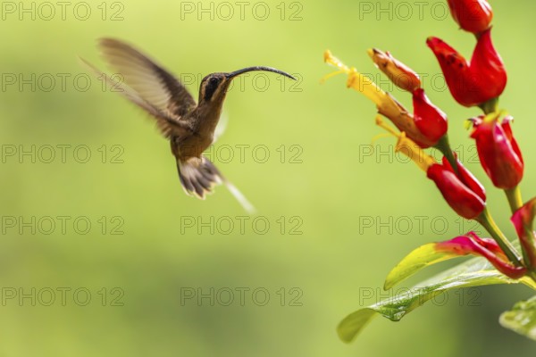 Long-billed Shadow Hummingbird (Phaethornis longirostris), Hummingbird (Trochilidae), Swiftbirds (Apodiformes), Laguna del Lagarto Lodge, Alajuela, Costa Rica, Central America