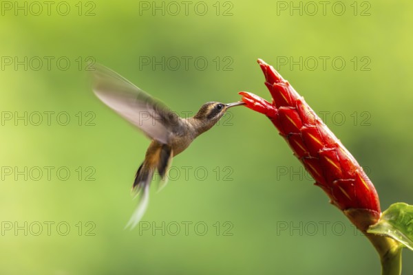 Long-billed Shadow Hummingbird (Phaethornis longirostris), Hummingbird (Trochilidae), Swiftbirds (Apodiformes), Laguna del Lagarto Lodge, Alajuela, Costa Rica, Central America