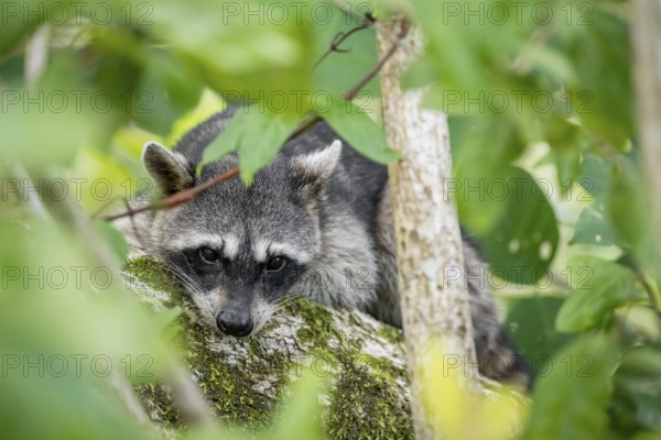 North American raccoon (Procyon lotor) sitting in a tree, Parque Nacional Cahuita, Costa Rica, Central America